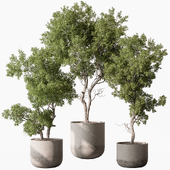 Outdoor Plants 627 - Tree in Pot