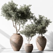 Indoor Plant 741 - Tree in Pot