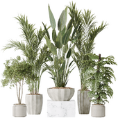 Indoor plants set 83 Areca Majesty Palm and ParadiseBird and Chemlali Olive and Elegant Monstera