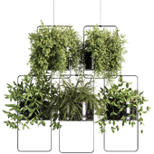 Indoor plants-Hanging plants set-31