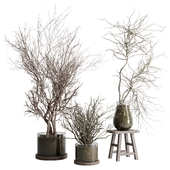 Dried trees and shrubs in glass vases - indoor plant set 503