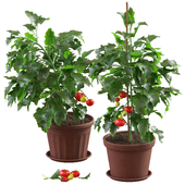 Fresh pepper and tomato plant