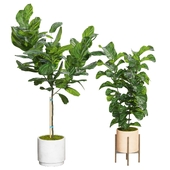 Fiddle leaf fig