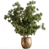 Indoor Plant 740 - Tree in Pot