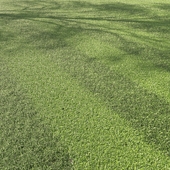 Газонная, стриженная трава #3