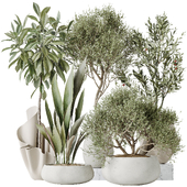 Indoor plants set 86 Mission Kalamata Olive and Ficus African Fig and Aspidistra Elatior