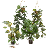 Swiss cheese plant set