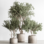 Indoor Plant 746 - Tree in Pot