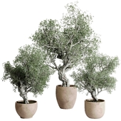 Bonsai olive old tree - indoor Plants 512