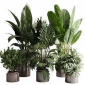 Tree plant palm in ceramic vase - indoor plant set 510