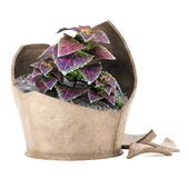 Coleus Solenostemon in broken vase   N01