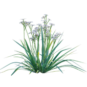Dietes grandiflora - Fairy Iris