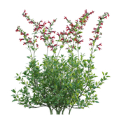 Salvia darcyi - Galeana Red Sage