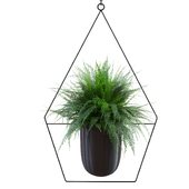 Indoor hanging plant collection