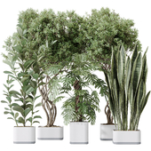 Indoor plants set 91 Green Sansevieria and Elegant Monstera and Ficus Microcarpa and Chemlali Olive