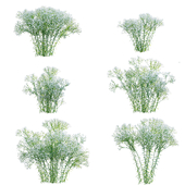 Euphorbia corollata – Flowering Spurge