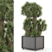 Palm Tree Plant in Metal Pot - Set 2279