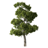 Pine Tree No.104