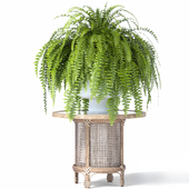 Fern Indoor Plant Set-30