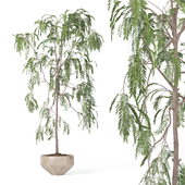 Indoor Plant Suamei set14
