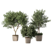 Olive Tree Indoor Plant Set.146