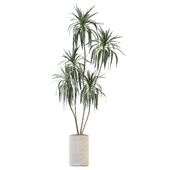 HousePlants Dracaena Warneckii Lemon Lime Cane Dragon Version07