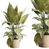 ficus plant - Indoor plant set 514