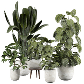 indoor Plant 517