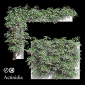 Актинидия лиана (Actinidia vine)