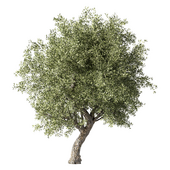 Olive Tree No.105