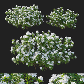 Rhododendron Pulchrum white