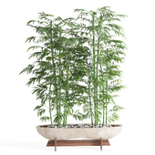 Indoor Plant Bamboo set15