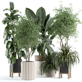 indoor plant 248