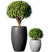 Decorative tree in a garden pot for decoration in a modern style. Indoor, interior Plant collection