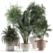 indoor plant 253