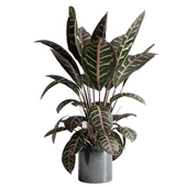 croton plant in a ceramic vase - indoor plant set 517