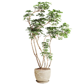 schefflera Plant