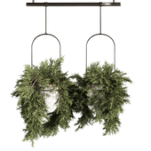 Indoorplants- Hanging Plants - Set037