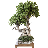 Bonsai Oak Tree and ivy branches in cement pot 334