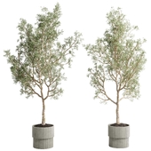 Olive Trees in a concrete vase - indoor plant set 521