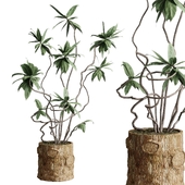 palm Trees in a old wooden vase - indoor plant set 522