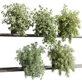 wall plant - hanging plants collection Indoor plant 523