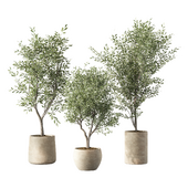 Olive Tree Indoor Plant Set.155
