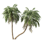 Palm Tree No.110