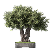 Bonsai Olive Tree Set.156