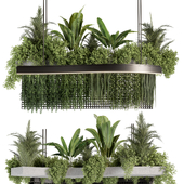 Indoorplants- Hanging Plants - Set040