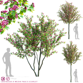 Common hawthorn trees | Crataegus x media Paul&#39;s Scarlet