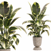 indoor plants in vase 025