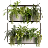 Indoorplants- Hanging Plants - Set038