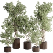 Trees in a wooden vase - indoor plant set 524